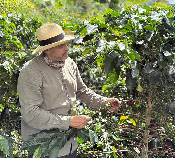 Man in a coffee plantation inspecting coffee beans on a tree