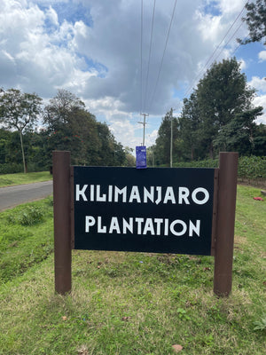 Tanzania Kilimanjaro Peaberry